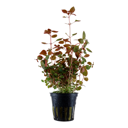 Tropica Ludwigia palustris 'Super Red' (potted)