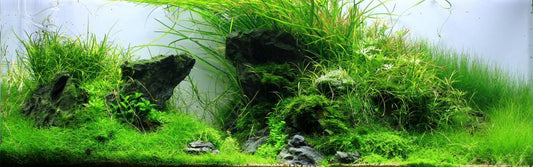 The three basic designs layout in aquascaping