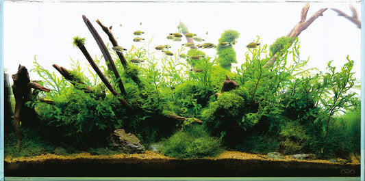 Nature Aquarium and Aquascaping. Are there any differences?