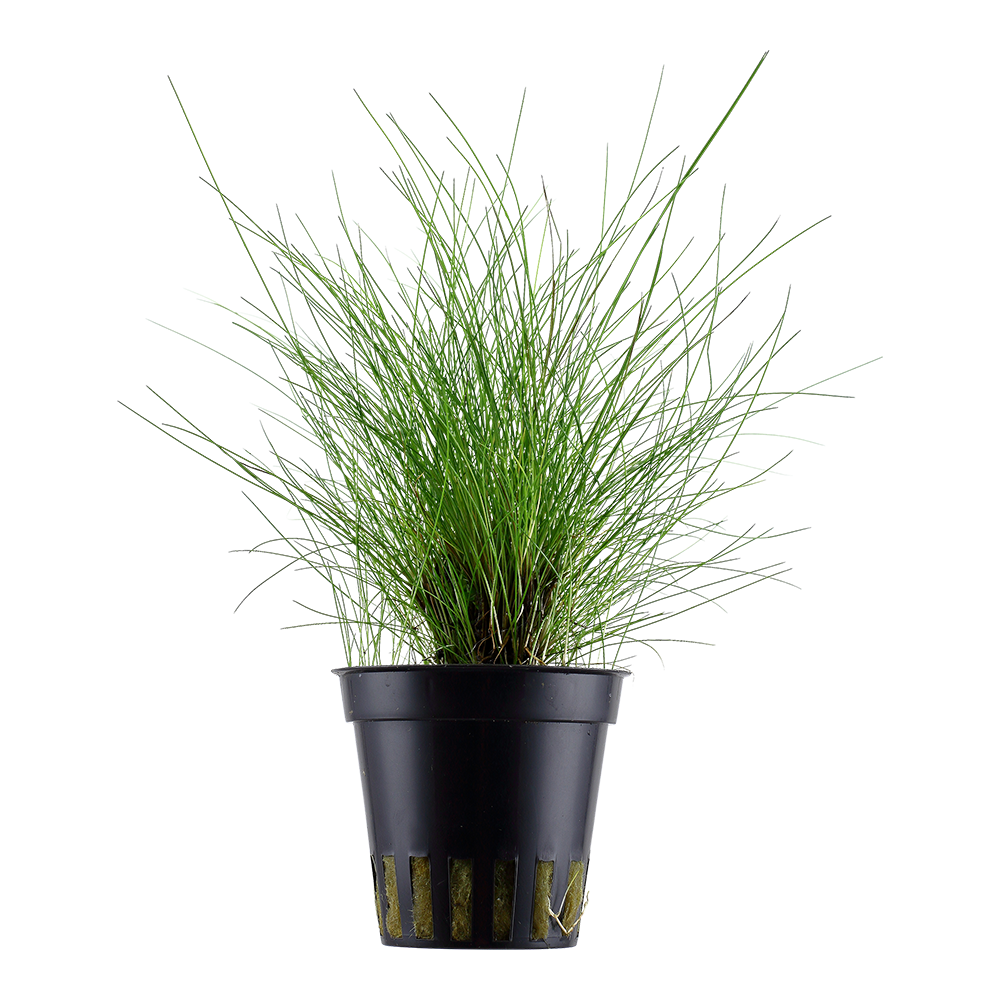 Tropica Eleocharis parvula (potted)