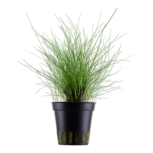 Tropica Eleocharis parvula (potted)