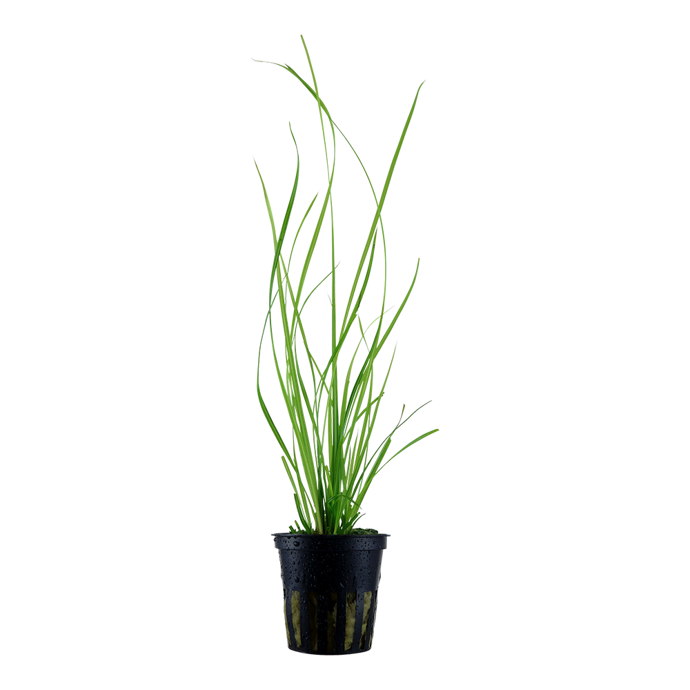 Tropica Cyperus helferi (potted)