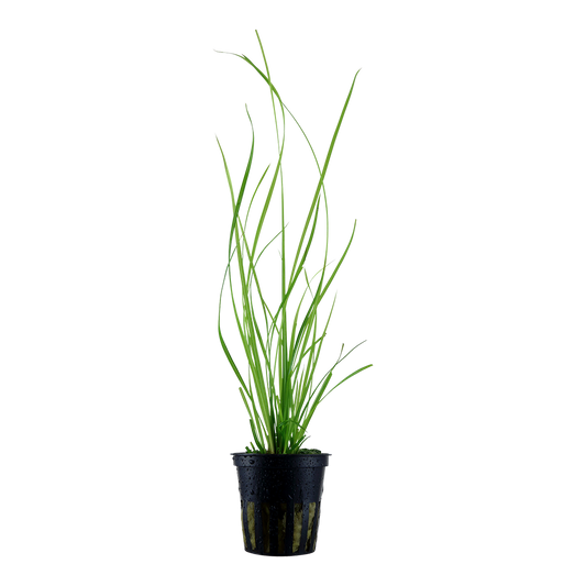 Tropica Cyperus helferi (potted)