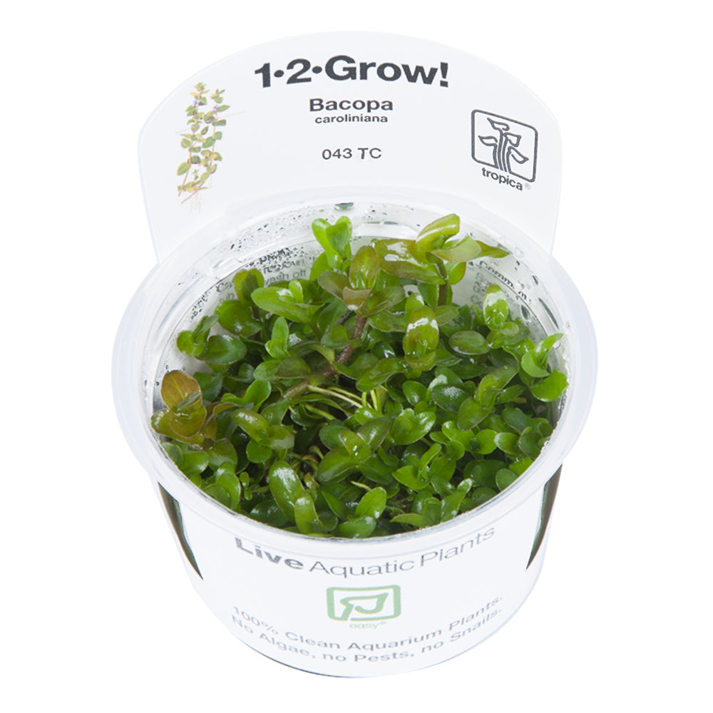 Tropica Bacopa caroliniana TC (1-2-Grow!)