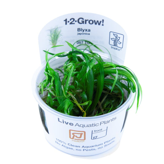 Tropica Blyxa japonica TC (1-2-Grow!)