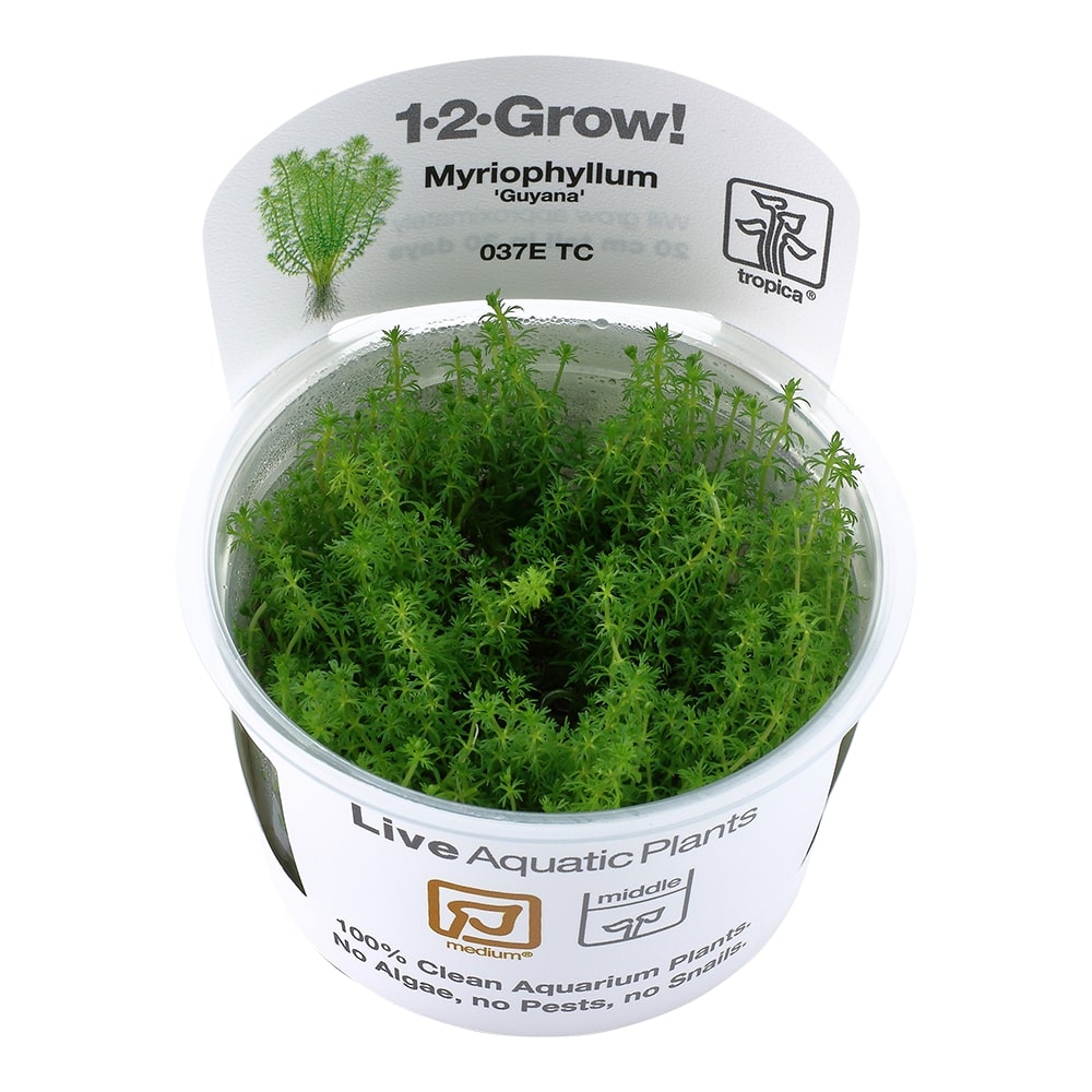 Tropica Myriophyllum 'Guyana' TC (1-2-Grow!)