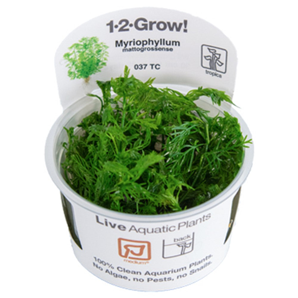 Tropica Myriophyllum mattogrossense TC (1-2-Grow!)