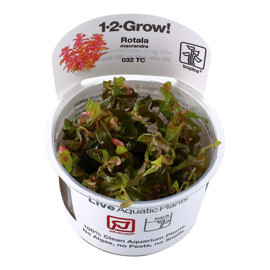 Tropica Rotala macrandra TC (1-2-Grow!)