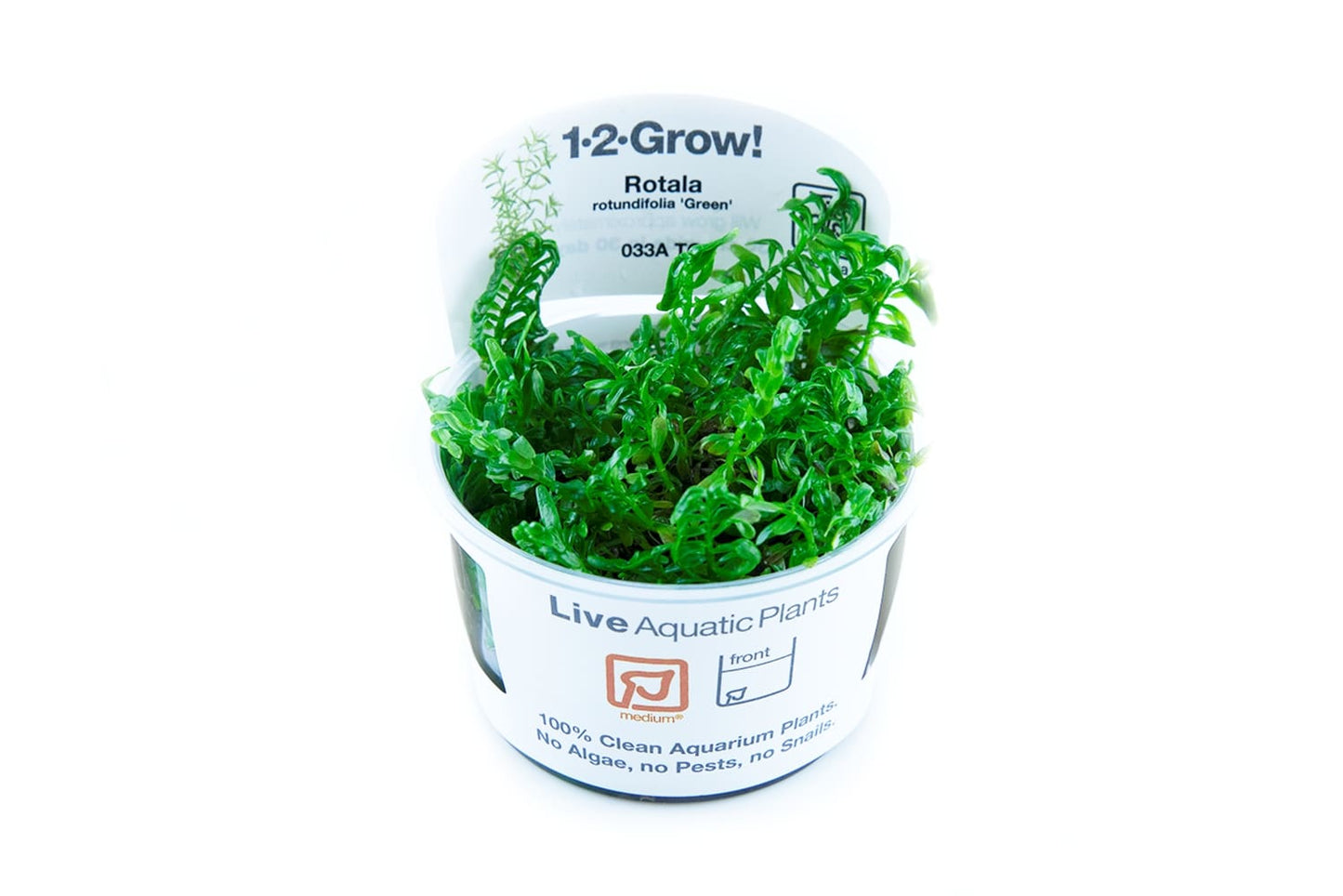 Tropica Rotala rotundifolia 'Green' TC (1-2-Grow!)