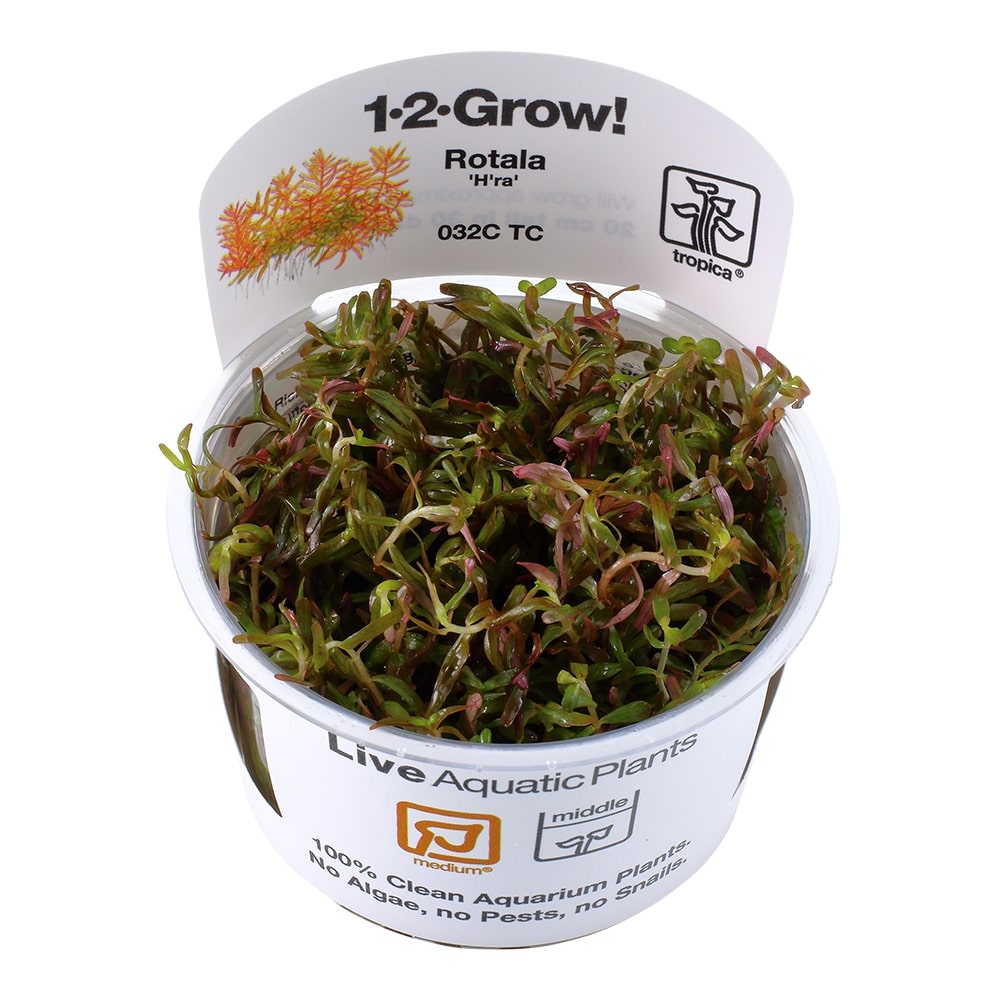 Tropica Rotala rotundifolia 'H'ra' TC (1-2-Grow!)