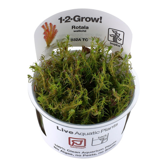 Tropica Rotala wallichii TC (1-2-Grow!)