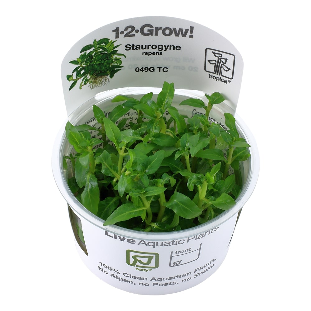 Tropica Staurogyne repens TC (1-2-Grow!)