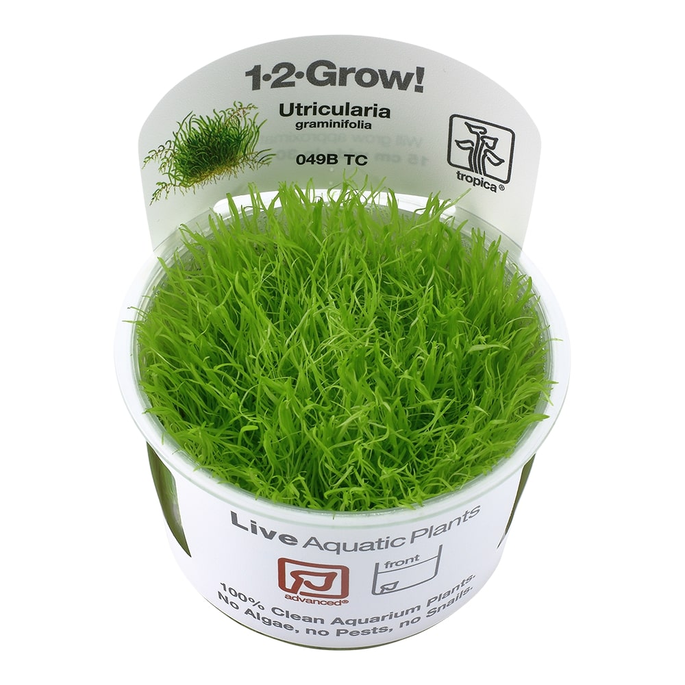 Tropica Utricularia graminifolia TC (1-2-Grow!)