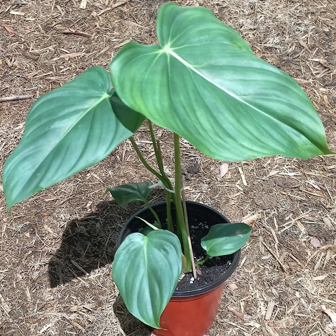 Philodendron 'Pastazanum'