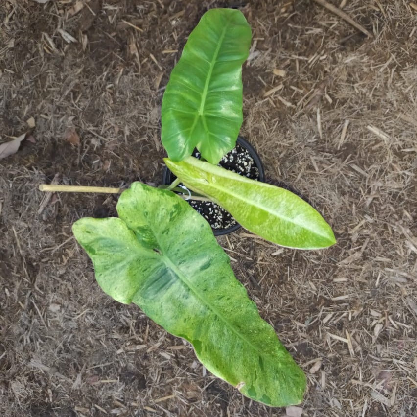 Philodendron 'Paraiso Verde'