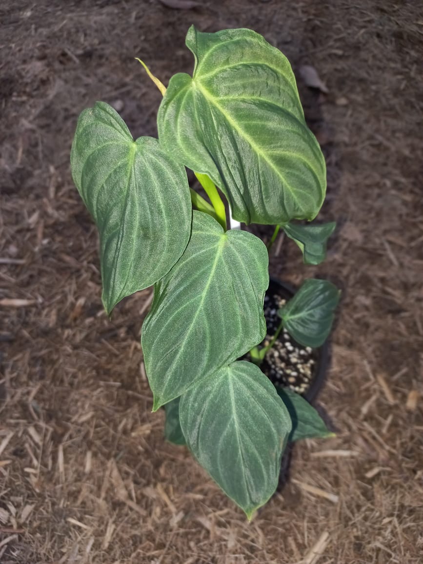 Philodendron 'Splendid'