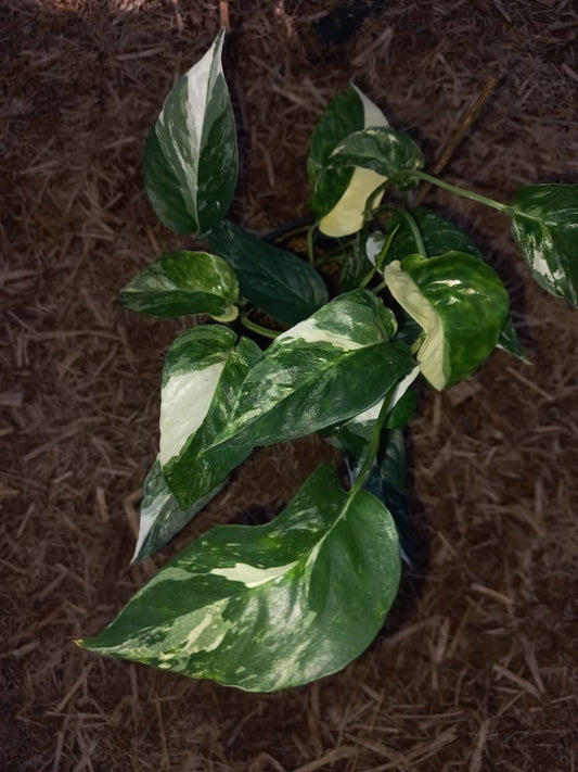 Epipremnum Pinnatum variegata