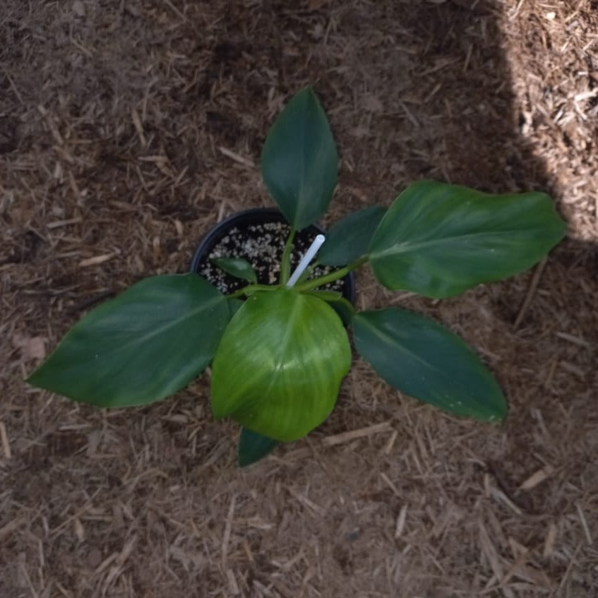 Philodendron 'Giganteum'