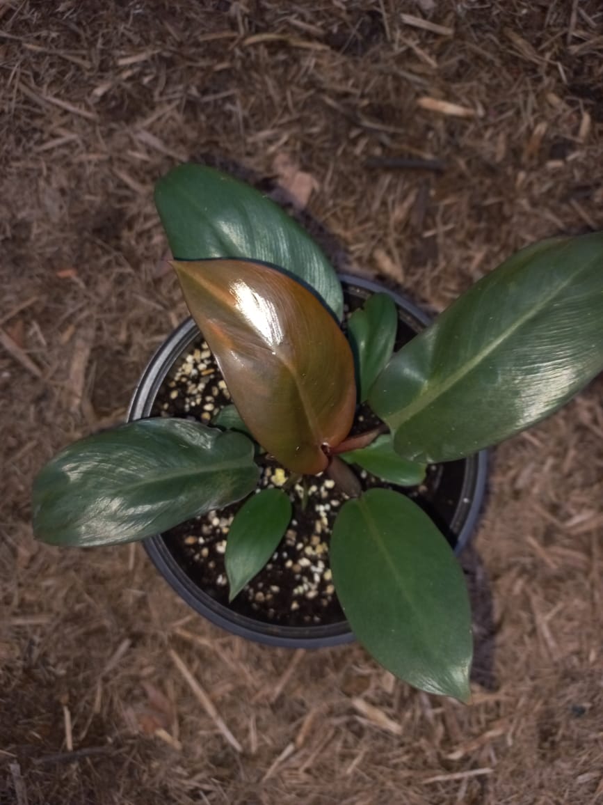 Philodendron 'Black Cardinal'