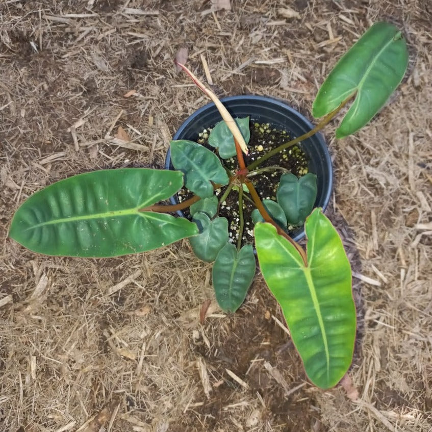 Philodendron 'Billietiae'