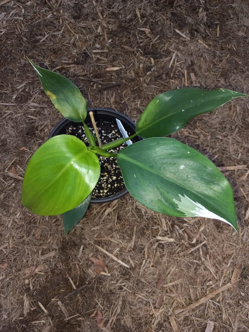 Philodendron 'White Wizard'