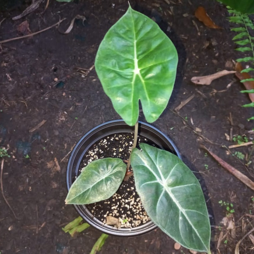 Alocasia Pink Dragon