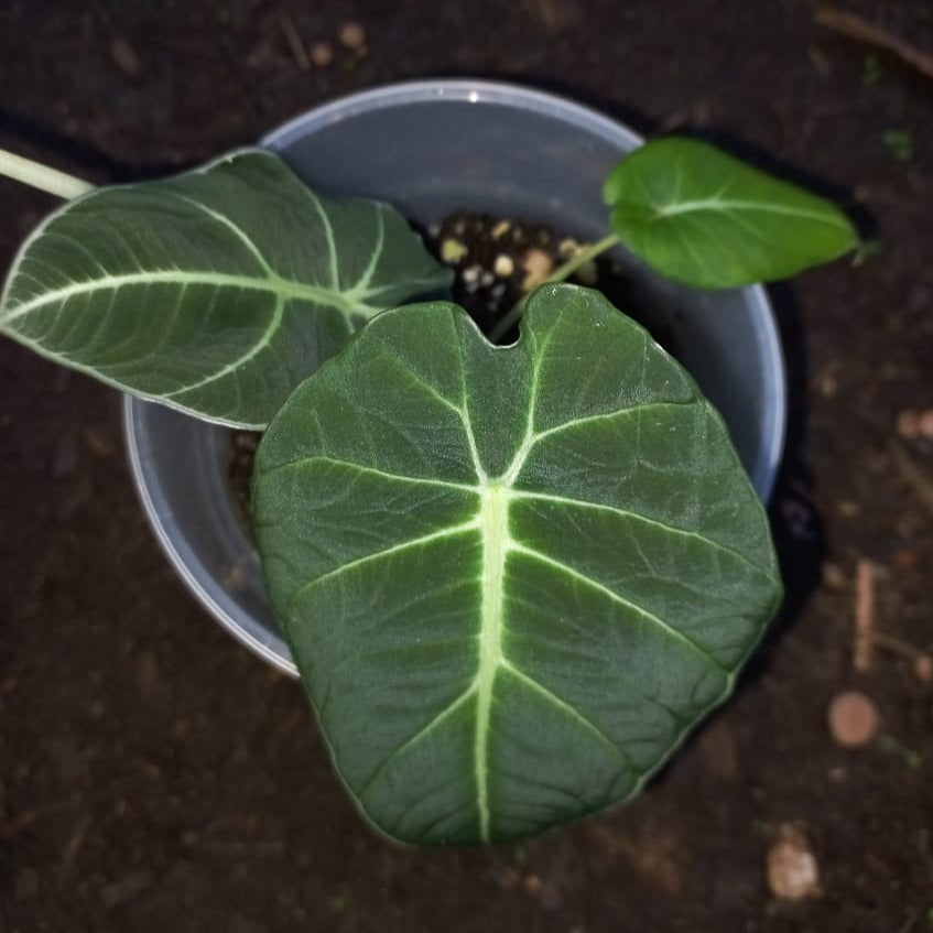 Alocasia Black Velvet