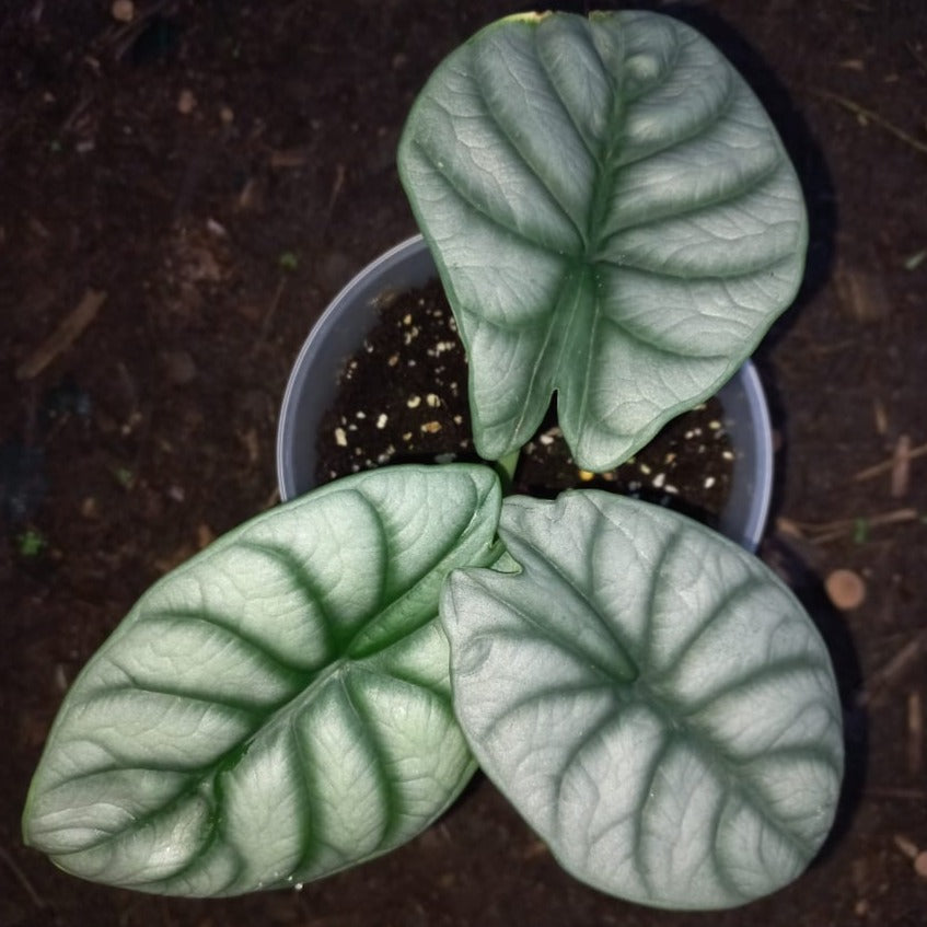 Alocasia Silver Dragon