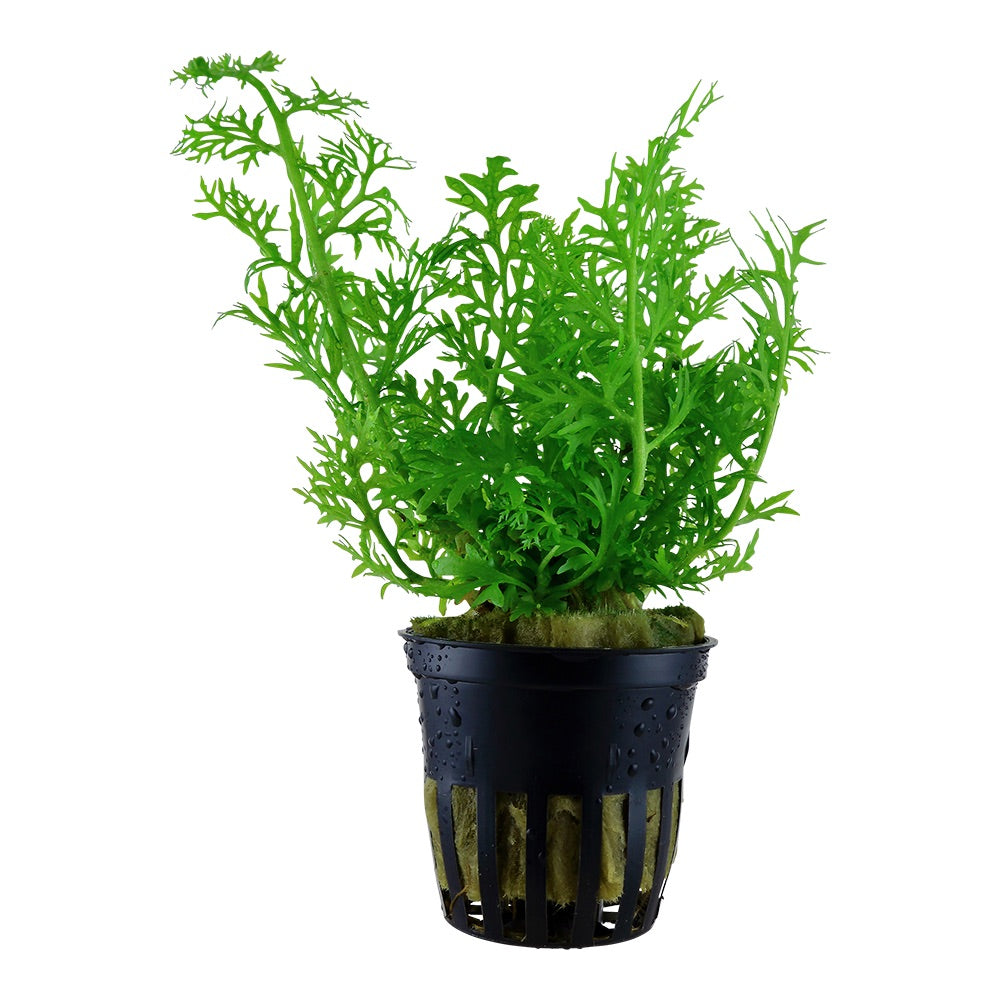 Tropica Ceratopteris thalictroides (potted)