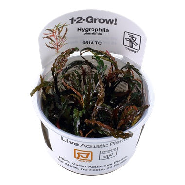 Tropica Hygrophila Pinnatifida TC (1-2-Grow!)