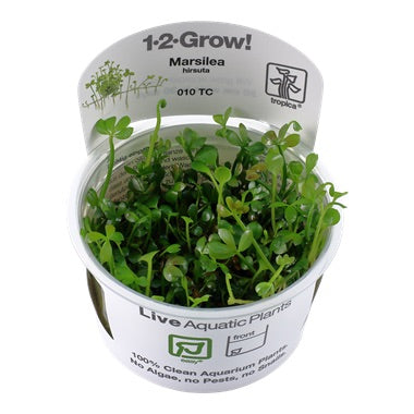 Tropica Marsilea Hirsuta TC (1-2-Grow!)