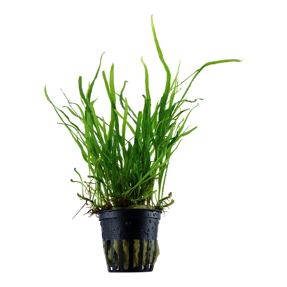 Tropica Microsorum pteropus 'Trident' (potted)