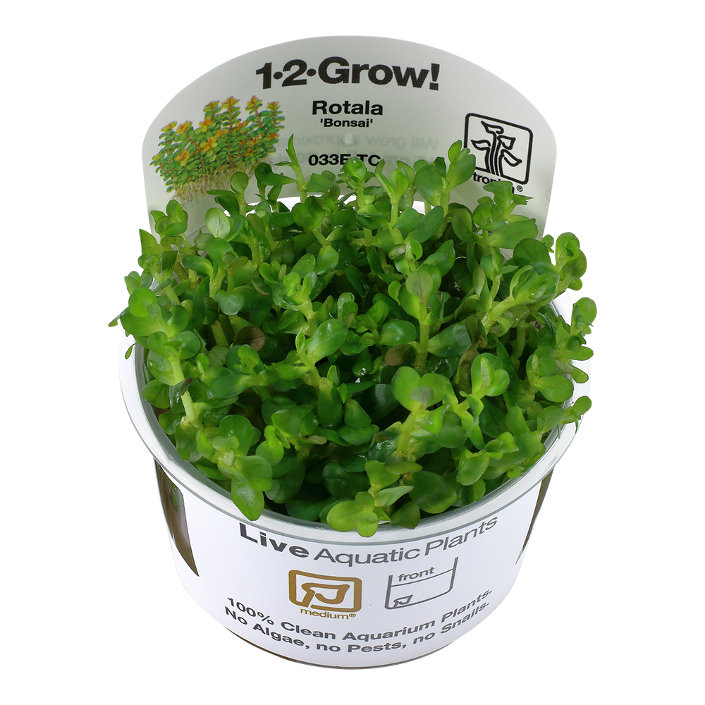 Tropica Rotala indica 'Bonsai' TC (1-2-Grow!)