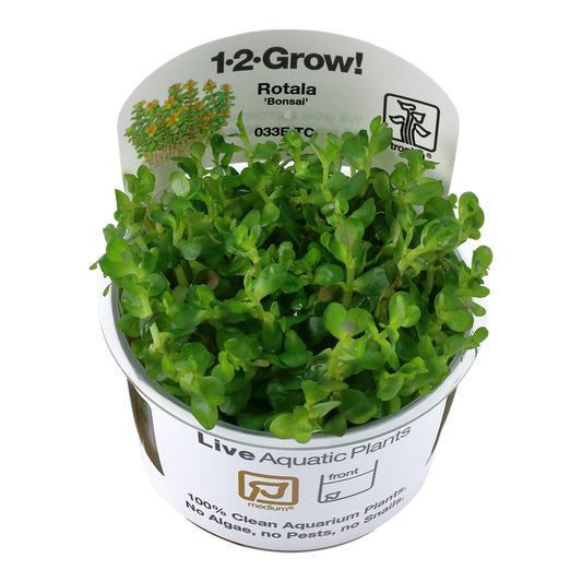 Tropica Rotala indica 'Bonsai' TC (1-2-Grow!)