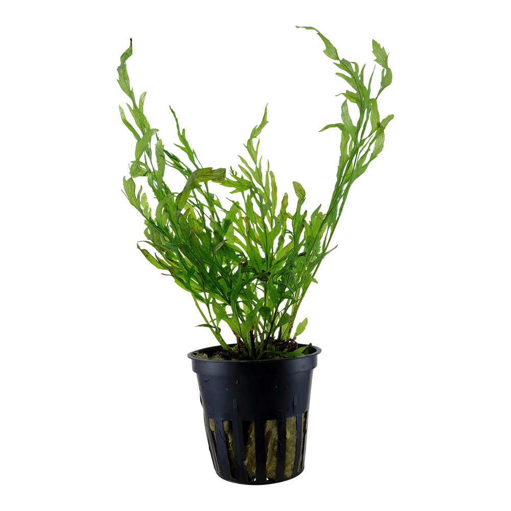 Tropica Bolbitis heudelotii (potted)