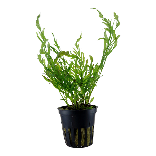 Tropica Bolbitis heudelotii (potted)