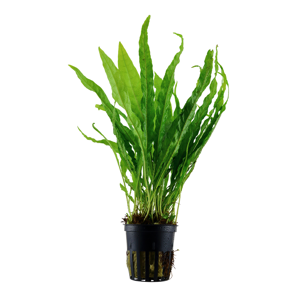 Tropica Microsorum pteropus (potted)