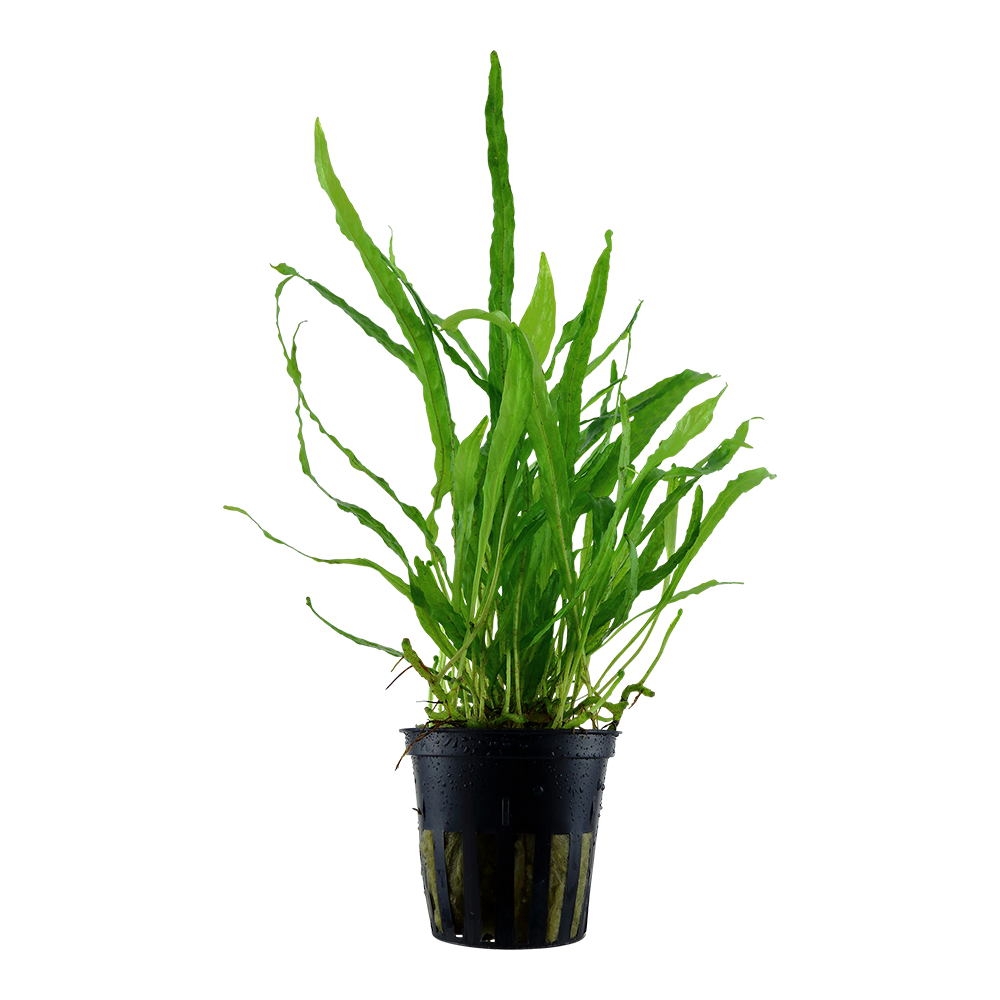 Tropica Microsorum pteropus 'Narrow' (potted)