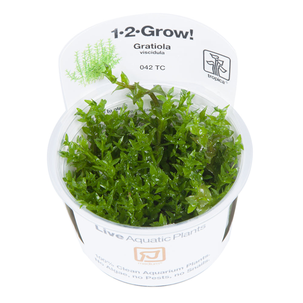 Tropica Gratiola viscidula TC (1-2-Grow!)