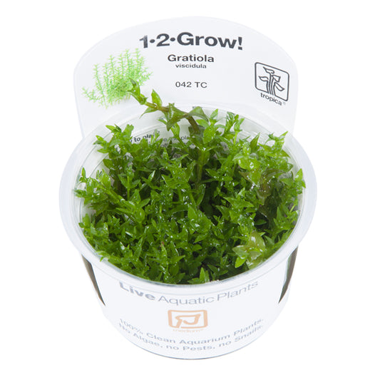 Tropica Gratiola viscidula TC (1-2-Grow!)