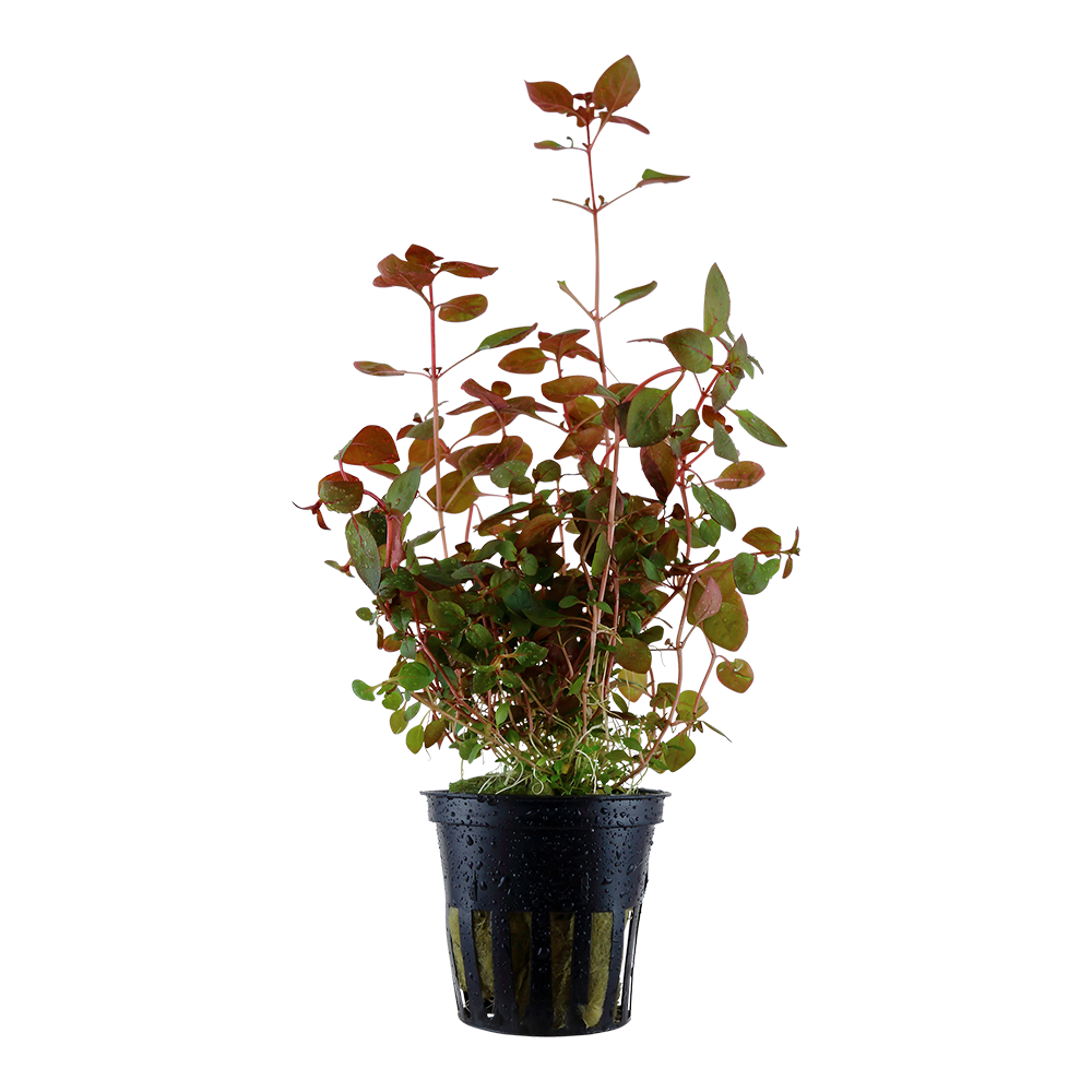 Tropica Ludwigia palustris 'Super Red' (potted)