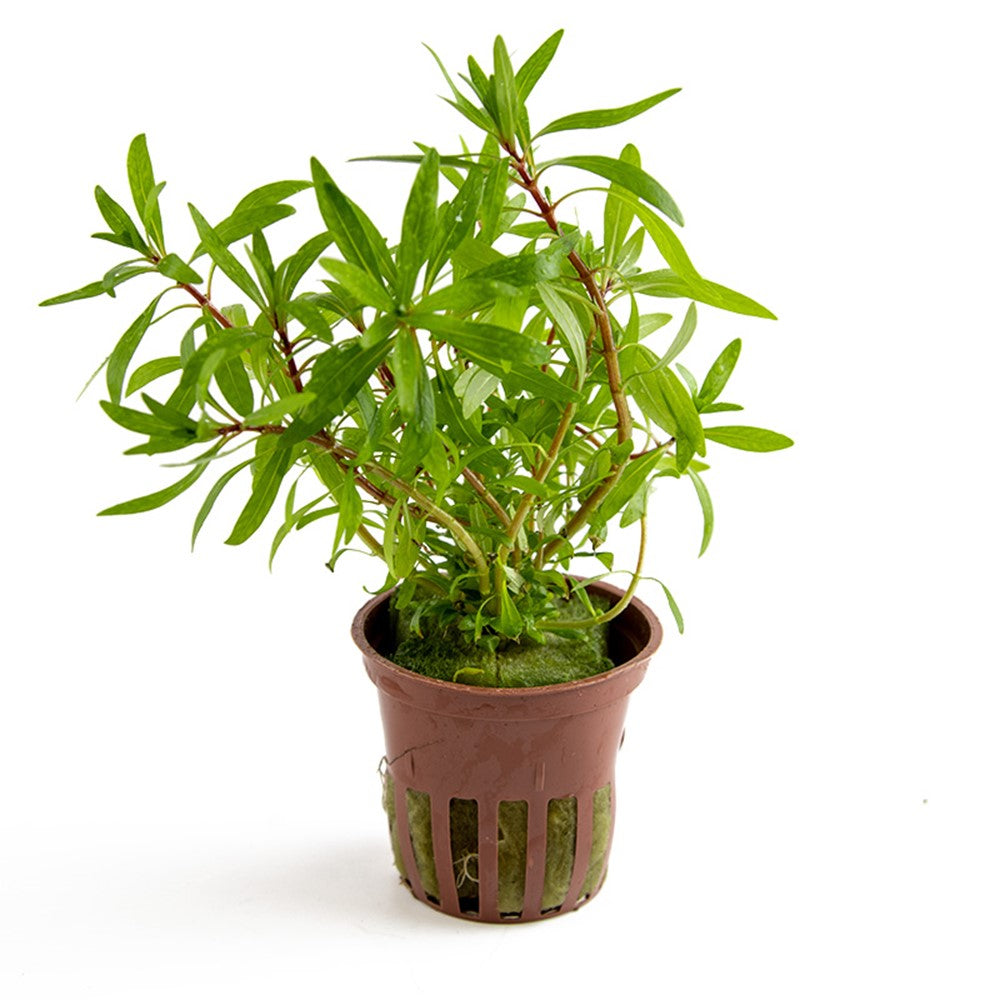 Tropica Ludwigia inclinata 'Cuba' (potted)