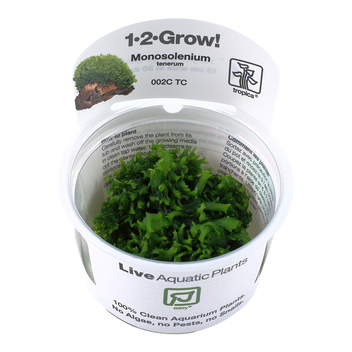 Tropica Monosolenium tenerum TC (1-2-Grow!)